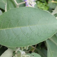 Solanum mauritianum Scop.